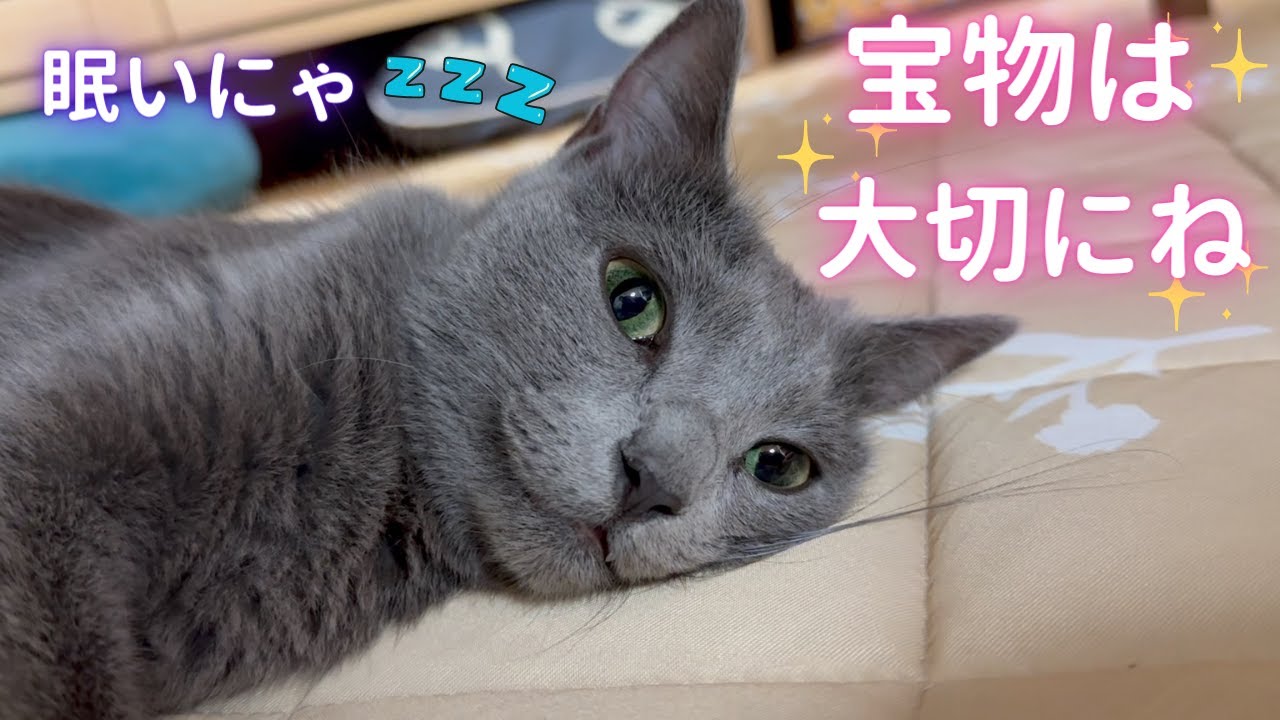 ママの宝物を押し付けて寝る猫（ロシアンブルー）
