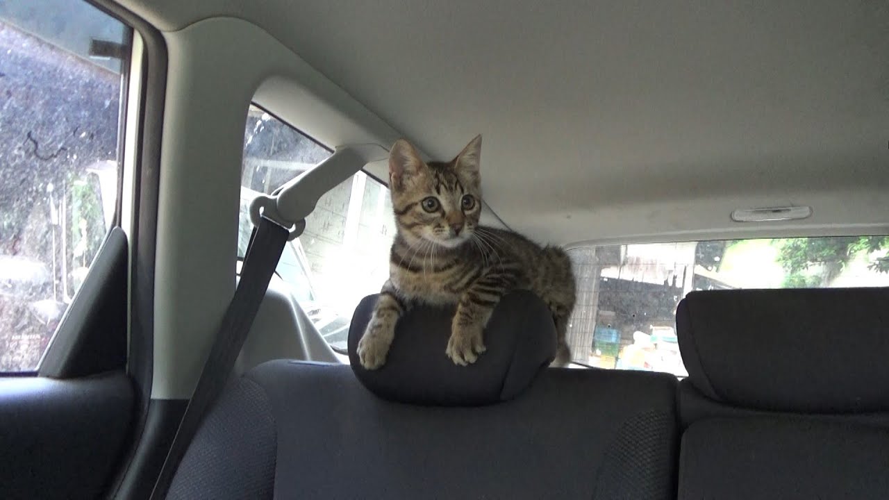 病院へ連れて行かれるのに大はしゃぎする子猫