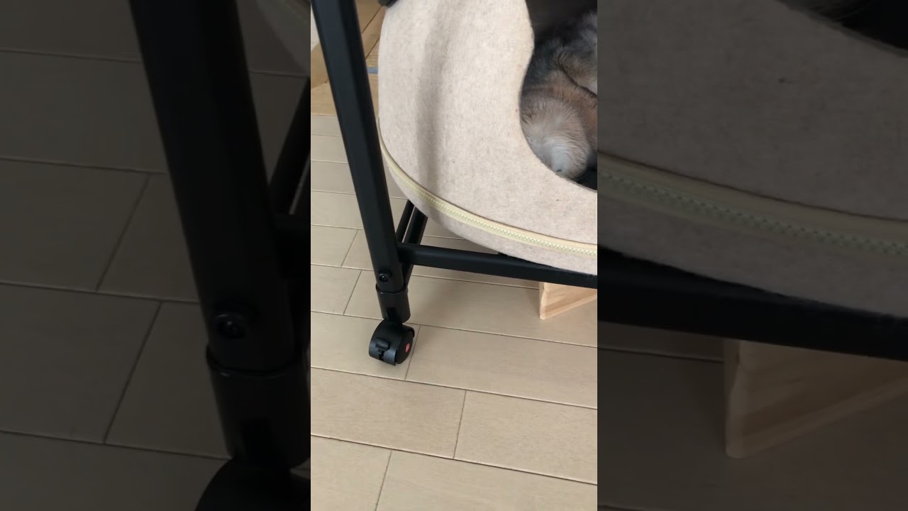 ！？ #shorts #猫動画 #アビシニアン #cat #まな猫