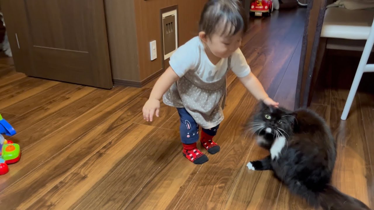 家族の帰りを出迎えたら幼児からしか褒められなかった猫　ラガマフィン　A cat praised by an infant when welcoming a family home