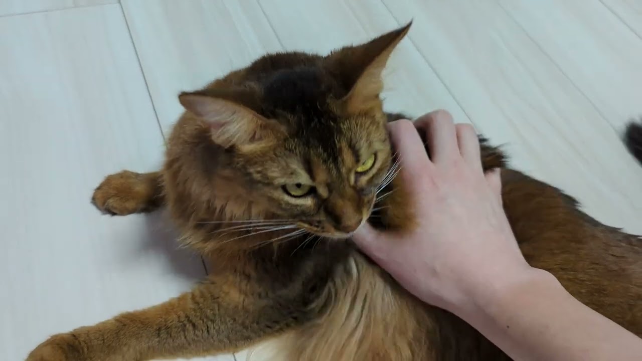 【587日目】しつこいと逃げます #ソマリ #cat