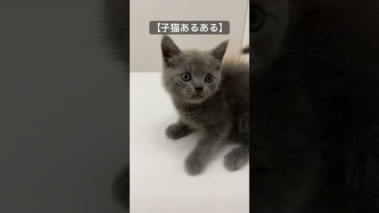 【ブリティッシュショートヘアー】毛づくろいしてから遊ぶ😊💕 #子猫 #癒し #ペット動画 #shorts