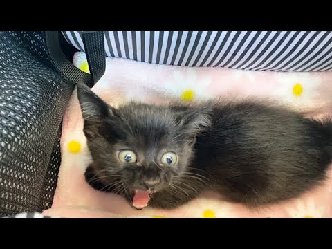初めての電車で大鳴きする保護子猫