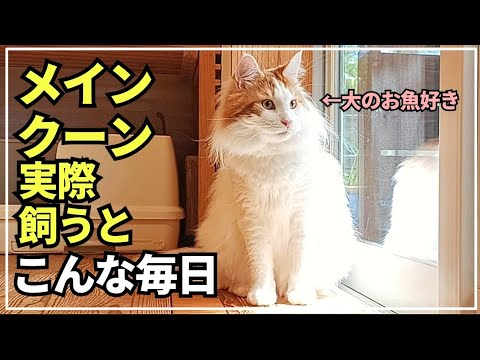大型猫の日常ってこんな感じ！捌きたてのお刺身を夢中で食す猫【メインクーン】