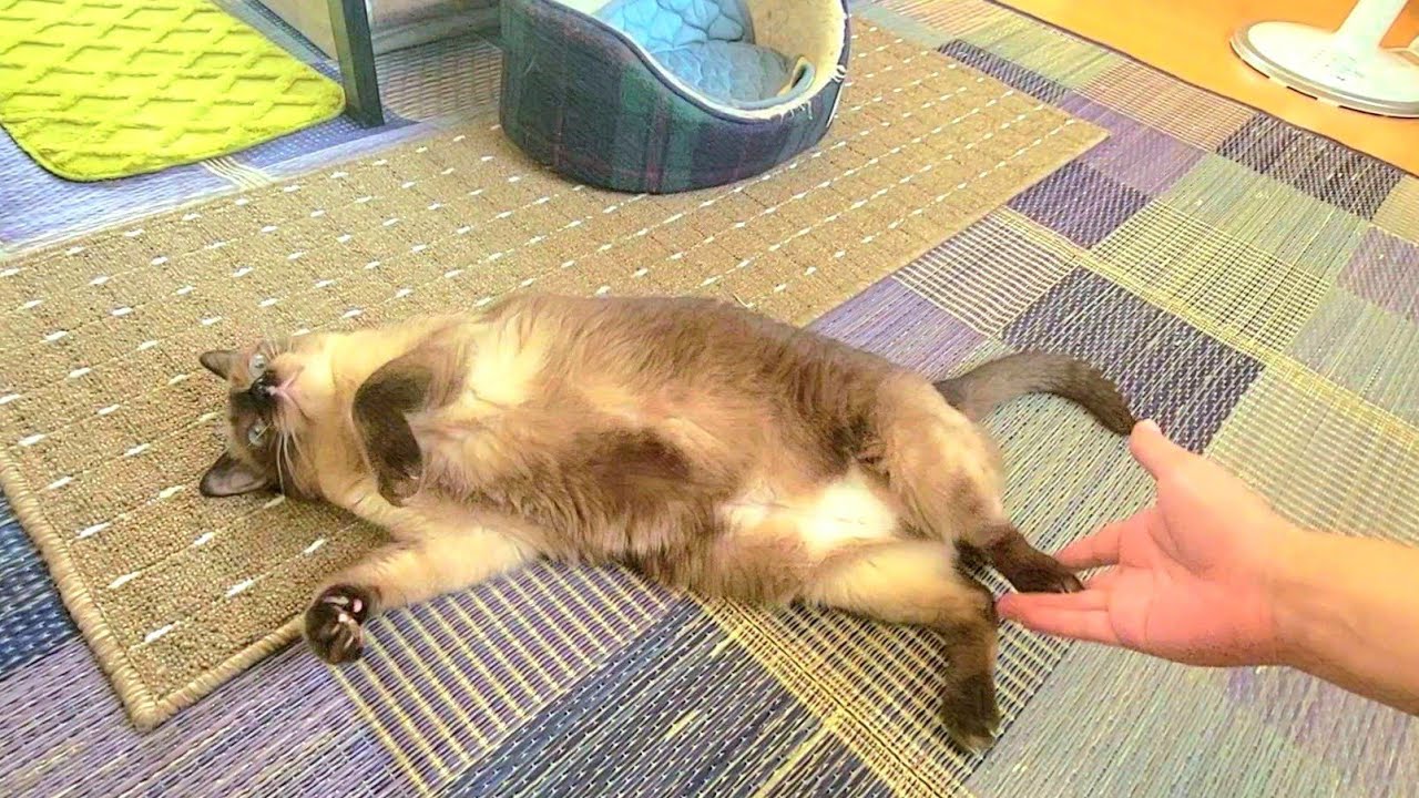 ＰＣ席を占領してたシャム猫を呼んで「ここで寝てなさい」と言ったら速攻でゴロゴロ転がった🤩
