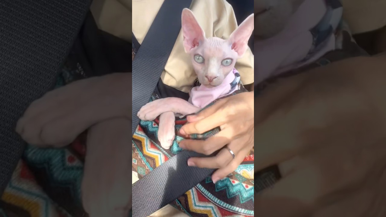 ドライブ中のご機嫌な毛のない子猫【スフィンクス猫】
