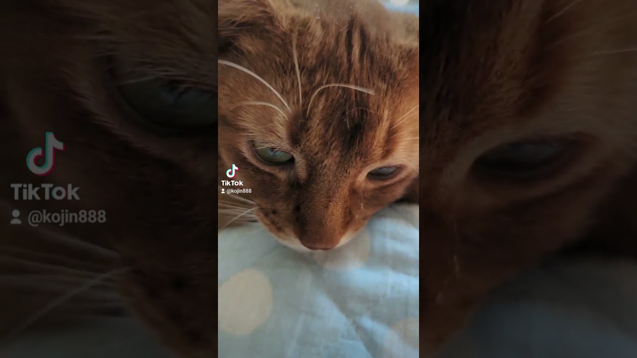 8/27お昼寝あびにゃん（´・ω・`） #ねこ #cat #アビシニアン #猫