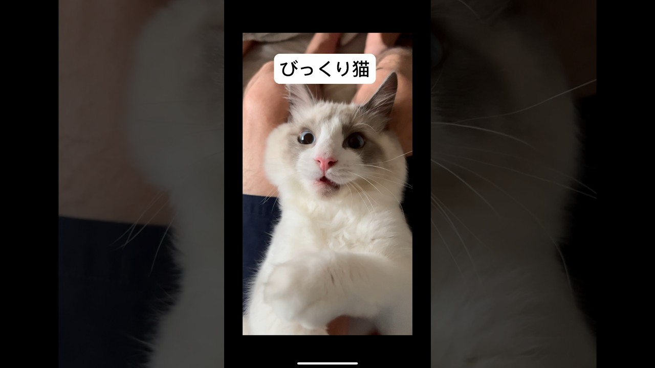 【ラグドールのわたげ】お口半開きの猫#shorts #猫 #ラグドール