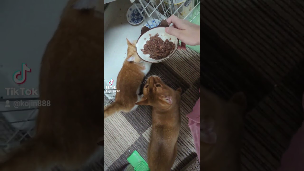 8/28ねこさんの晩餐会（´・ω・`） #ねこ #cat #マンチカン #アビシニアン #キジトラ #猫 #短足マンチカン #abyssinian #短足 #cute