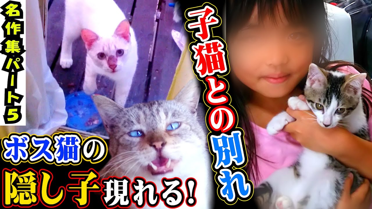 奇跡！ボス猫の元に生き別れの子猫が訪ねてきた！初対面で親子喧嘩！家で産まれた6匹の子猫と悲しい別れ…里親が見つからない子猫の運命は？【ボス猫パクちゃん名作集パート５】