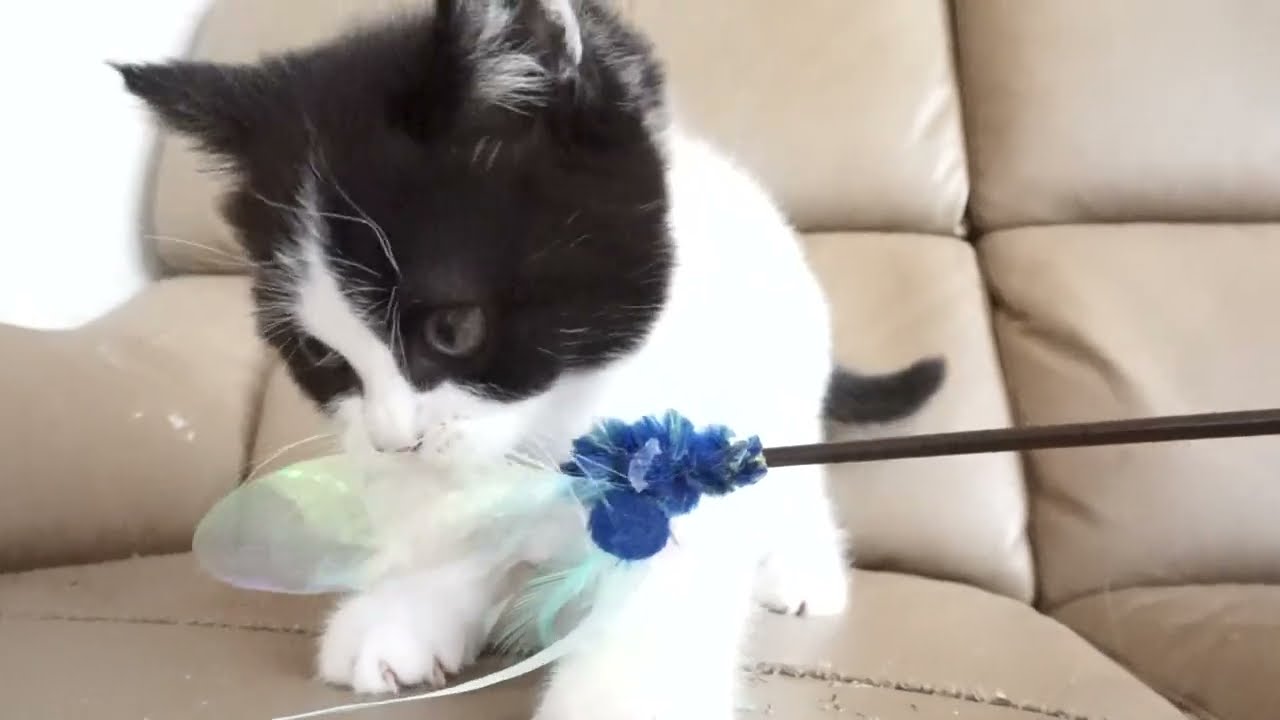 ブリティッシュショートヘアー子猫　British Shorthair　2023.6.24産まれ　ブラック&ホワイト　女の子　シーダキャット猫のお店