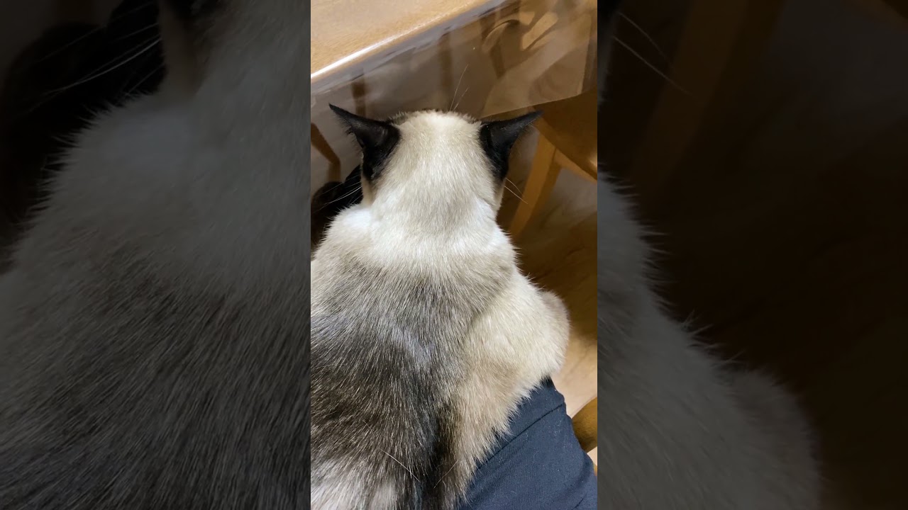 【2023.08.22】今日のシャム猫のふくさん（音無し）【たぬき猫】 #shorts