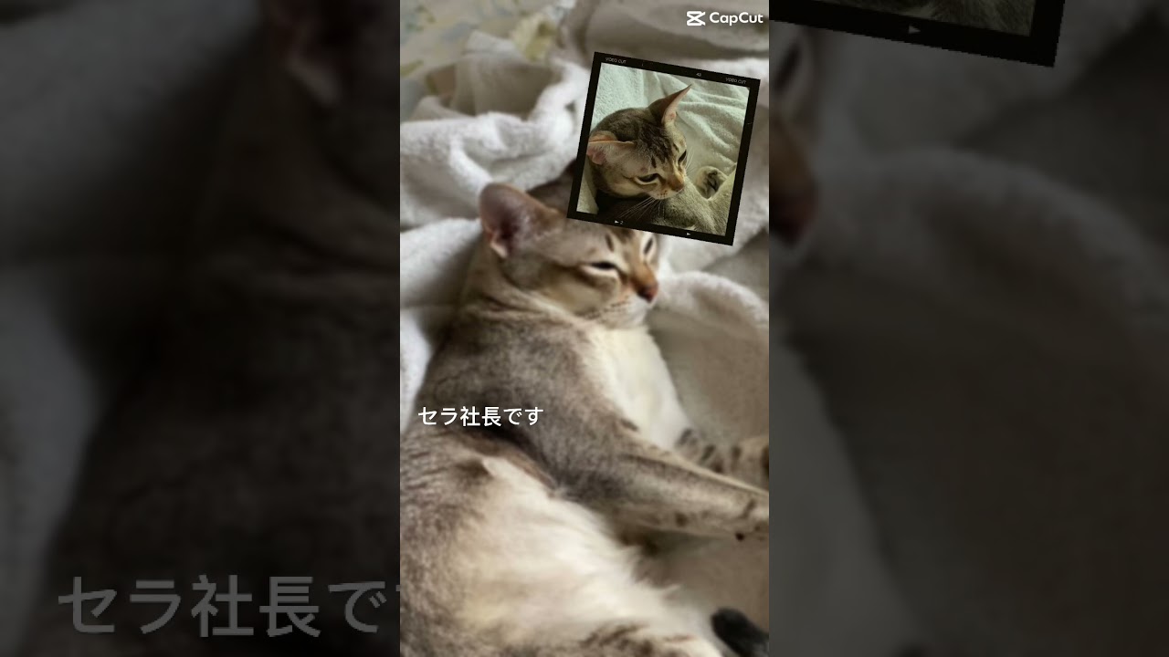 【シンガプーラ】写真を集めてみた #子猫 #kitten #cat #pets #animals #ペットショップ #猫 #singapura #思い出