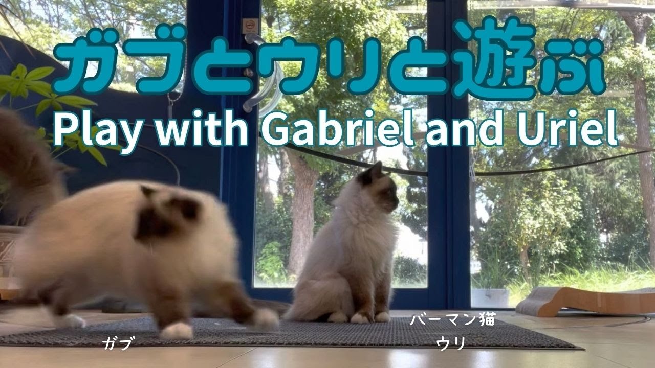 バーマン猫ガブとラフとウリ【ガブとウリと遊ぶ】Play with Gabriel and Uriel（バーマン猫）Birman/Cat