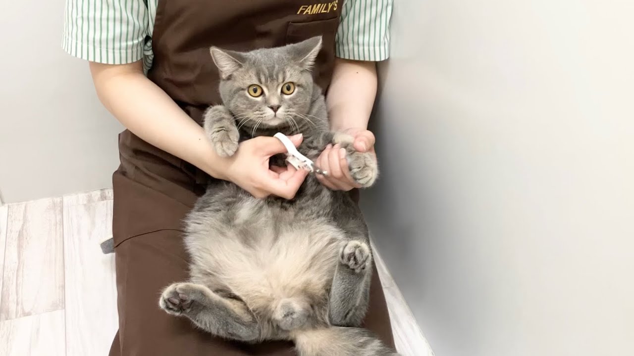 cat ブリティッシュショートヘア british shorthair