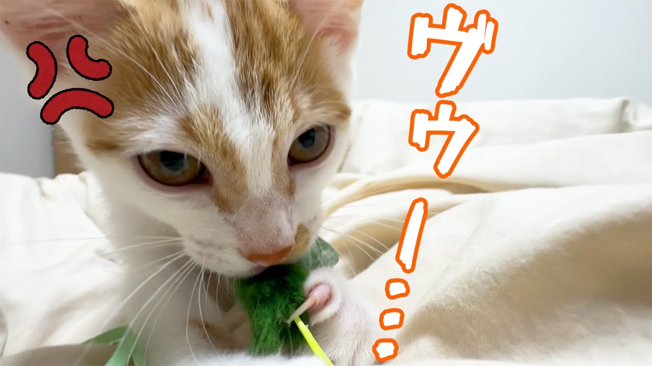 子猫が怒って全く離してくれません…！