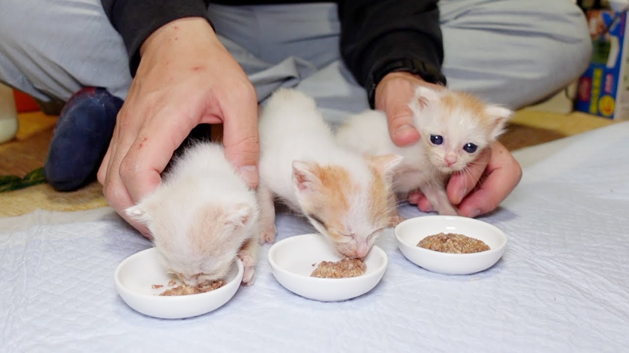 3兄妹が初めての離乳食に挑戦した結果…ｗ