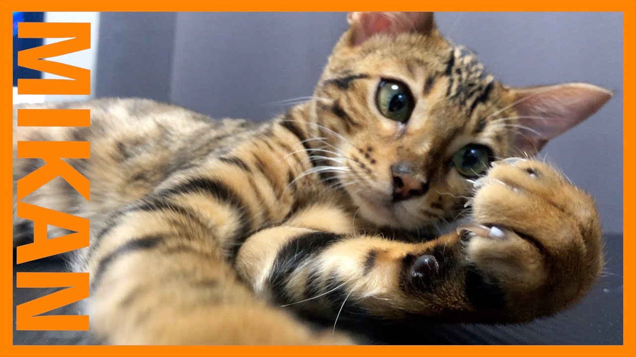 【ベンガル猫のみかん🍊】Bengal Cat!!YouTube初投稿🍊