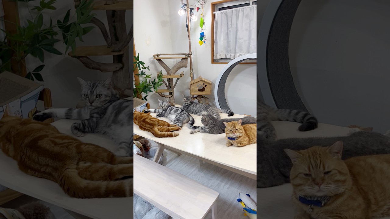 そう思ったら... #猫 #shorts