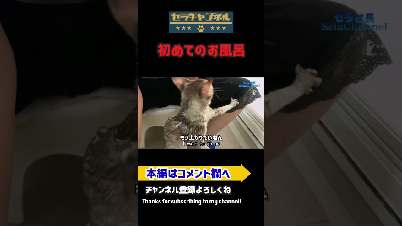 【シンガプーラ】初めてのお風呂に入った猫！ #kitten #子猫 #cat #pets #animals #猫 #singapura #シンガプーラ #過保護 #お風呂 #beby