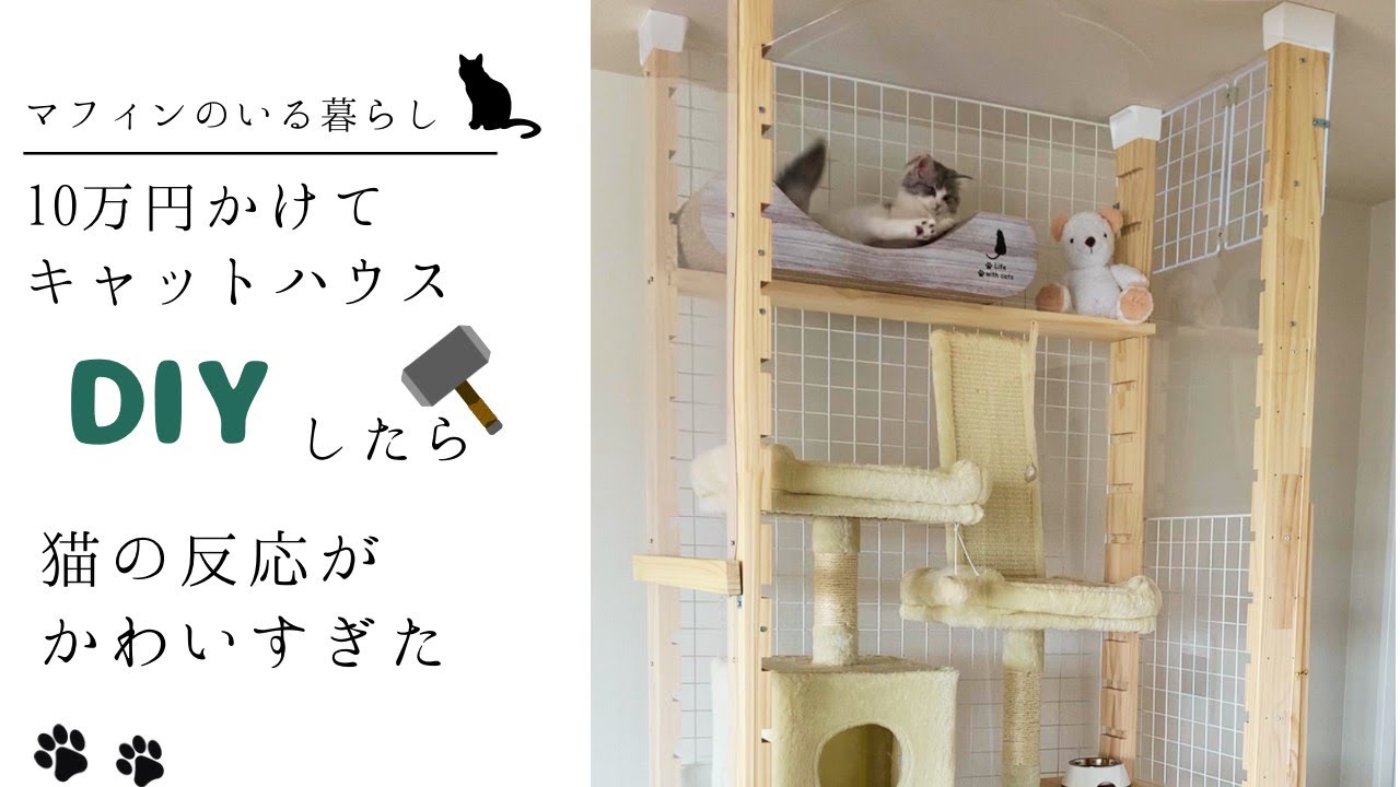 透明の壁に激突する猫が可愛すぎた