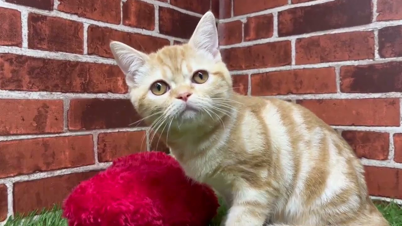 ペットショップCoo&RIKU　634457　アメリカンショートヘアー