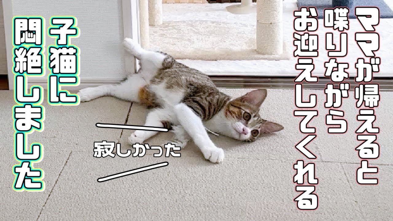 【保護猫】ママが帰ると喋りながらお出迎えをする子猫に悶絶しました|YINOlifeカーペットクリーナー