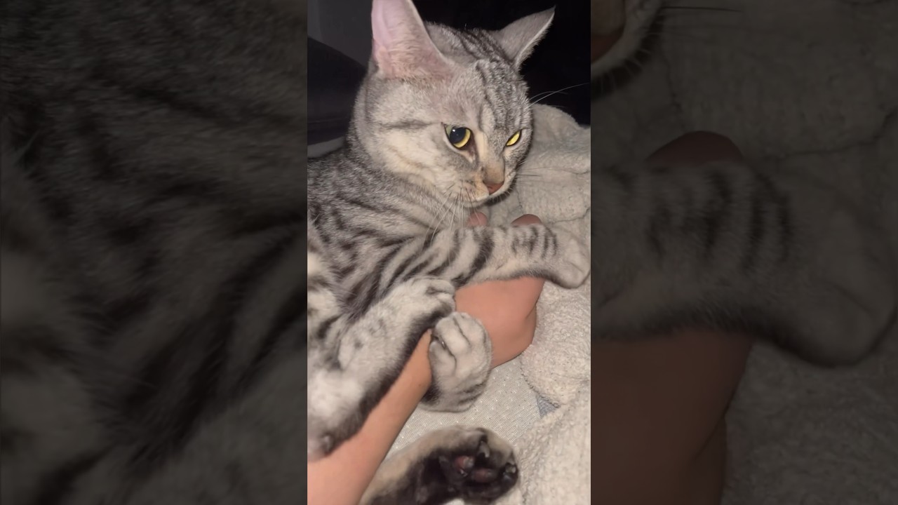 【猫動画】夜中に腕の違和感に気づき電気つけたら猫が巻き付いてたwww#shorts