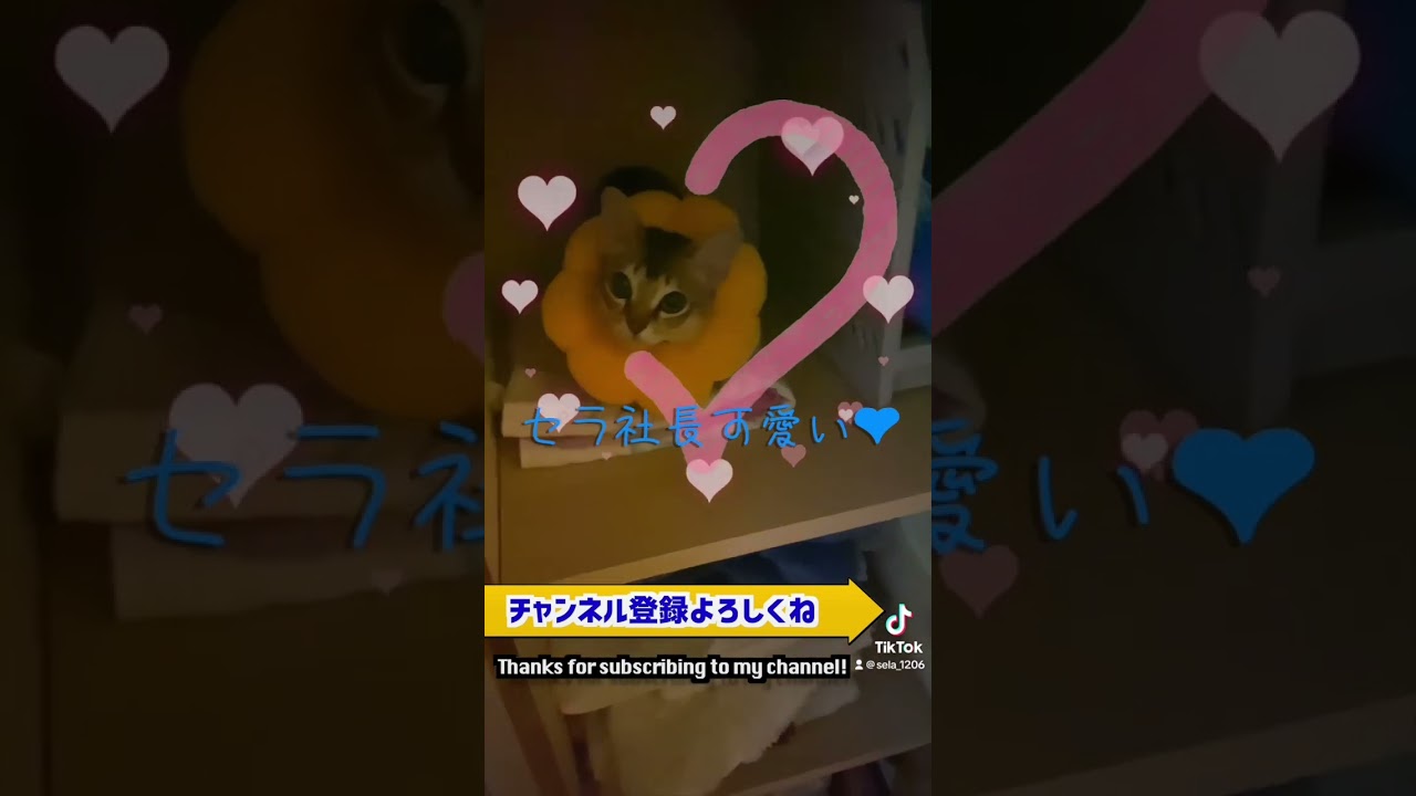 どこにあるかと思いきや！こんなとこにいたのね〜ラブ #kitten #子猫 #cat #pets #animals #猫 #singapura #シンガプーラ #過保護 #love