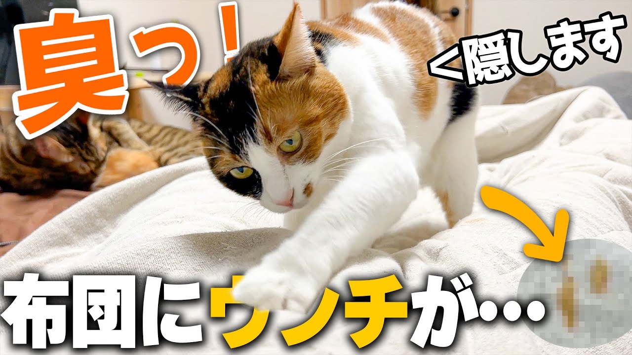 【嘘でしょ】寝ている間に布団の上で猫にうんちされてしまいました。