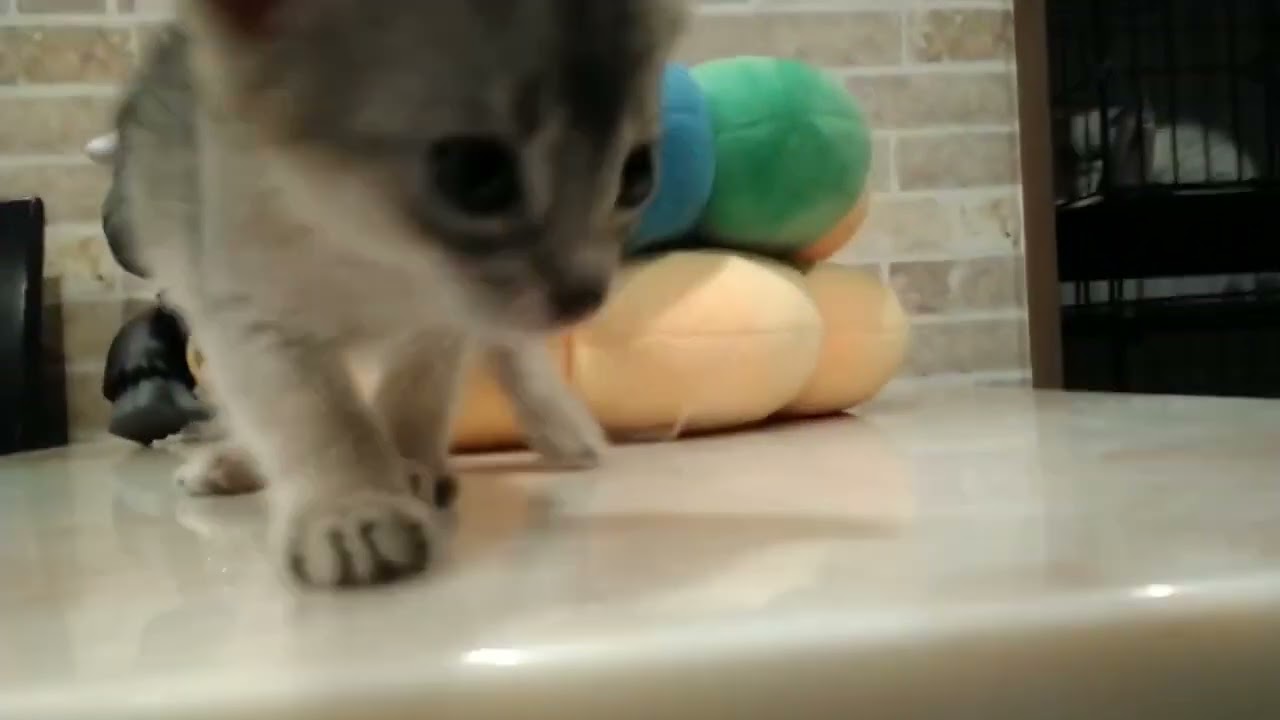 アビシニアン 【ブルー】容姿端麗のアビ兄妹❤️