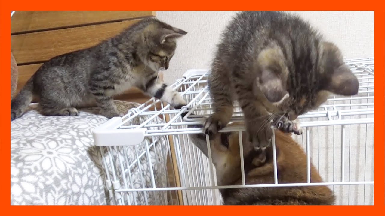 【R村の歴史】お水を飲もうとすると子猫にイタズラをされてたじたじになる柴犬…笑