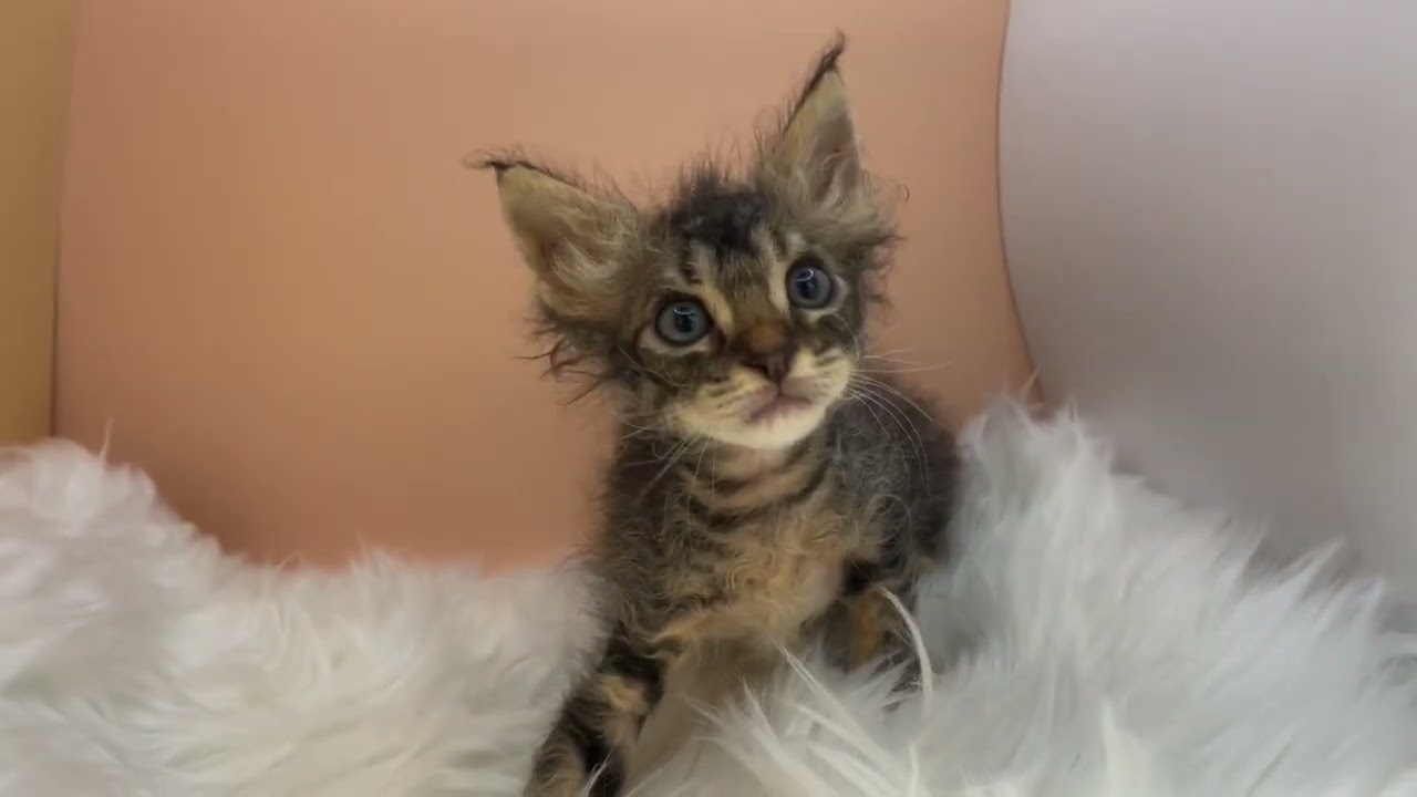 セルカークレックス 【ブラウンタビー】くるんとしたヘアーがチャームポイント❣️