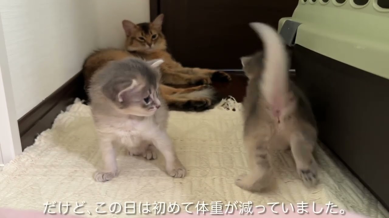 すぐに消える予定の 幻のルーズスキン。