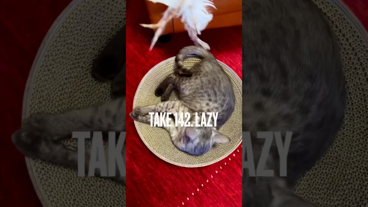 【#遊びたい けど#動きたくない#猫 にゃ】疲れたからママが動いて❗️#かわいいから許す #playingcat #エジプシャンマウ#猫壱バリバリボウル #怠け者 #猫あるある #shorts