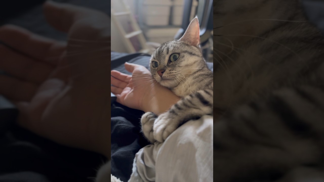 【猫動画】お留守番が嫌な猫を説得してみた結果...笑 #shorts