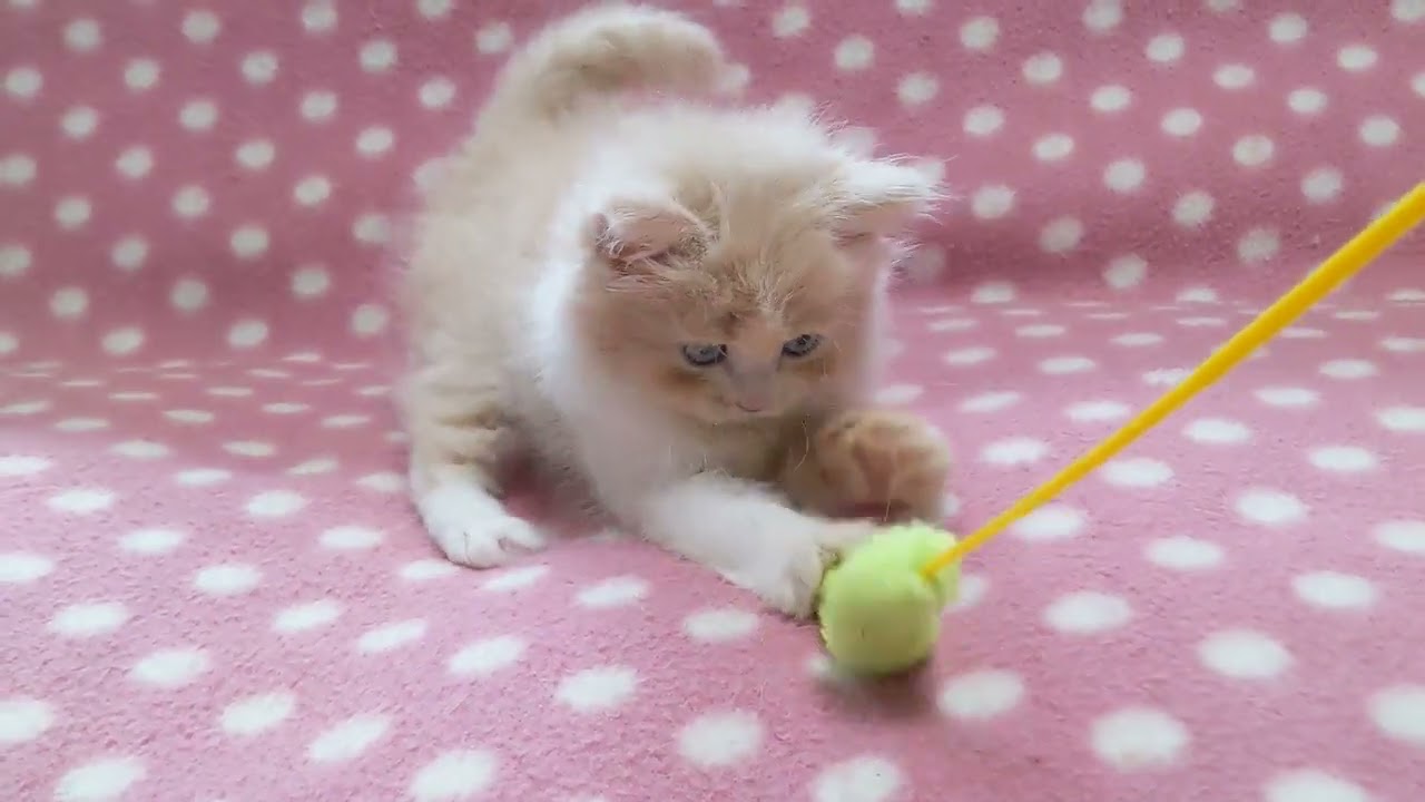 マンチカン もふもふ人懐っこく遊び好きなクリームタビーホワイト（ロングヘアー）の女の子♪