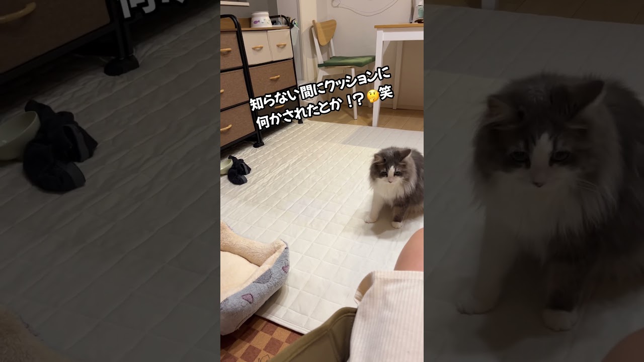 先手必勝#ラガマフィン #猫 #cat #かわいい #おすすめ #あさひなさんた #shorts