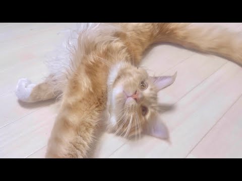 【メインクーンのいる生活】仕事疲れも吹っ飛ぶ猫のお出迎え433日目