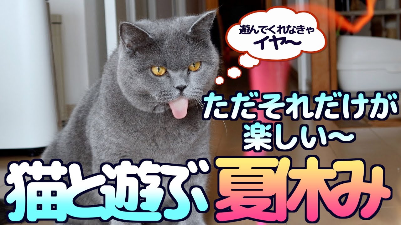 【猫と遊ぶ】夏休み最終日！ただただ猫と遊んで終わりました〜笑