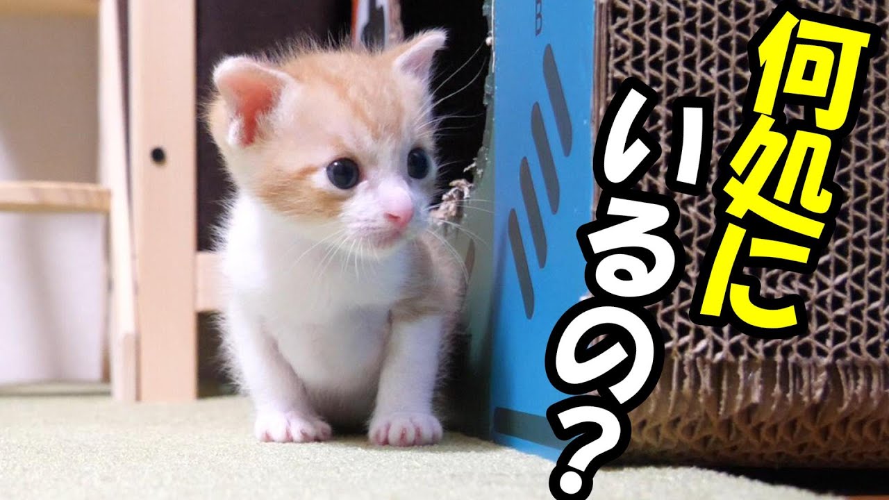 子猫がいつの間にかはぐれてしまい。ひとりぼっち【赤ちゃん猫　保護猫】