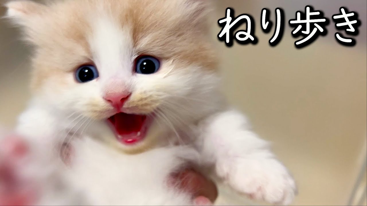 【マンチカンの子猫】後ろ足が我慢できなくなりだしたタレオくんｗｗｗの件 ∼猫のいる生活Vol.791~ 出産動画 マンチカン短足・ミヌエット・ペルシャ猫専門ブリーダー『ペット蔵人』【子猫の成長記録】