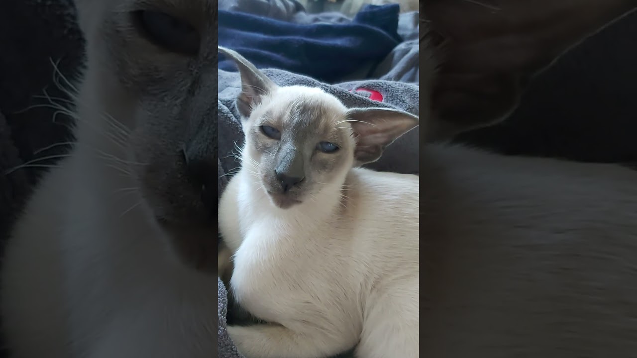 #orientalkittens #leonardo #josie #galina #emerald #dior BEAUTIFUL LEONARDO 🥰🐈💖😘😊😍💋