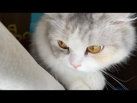 カラスにバレないよう観察するがきっとバレている塩猫【スコティッシュフォールド】