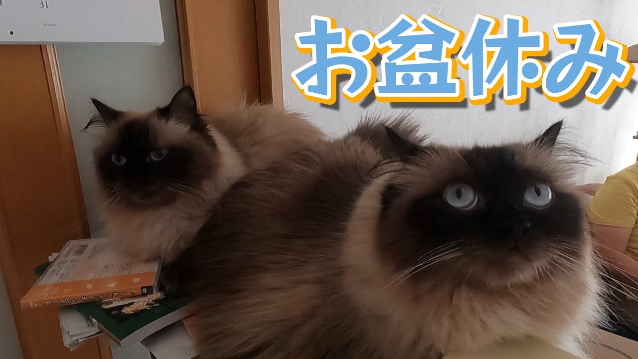 【猫】【猫のいる暮らし】天気も悪いので、みんなで過ごしました。　　#子猫　#ヒマラヤン　#ラグドール　#猫