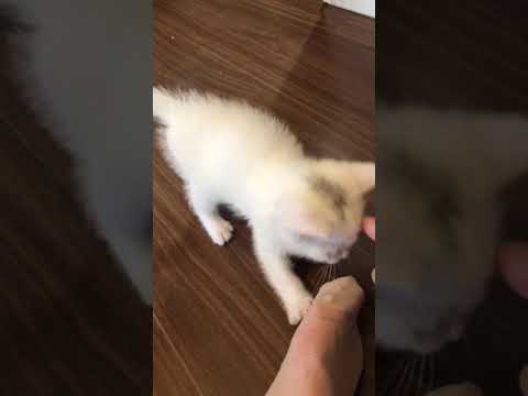 ムース玄関で遊ぶ