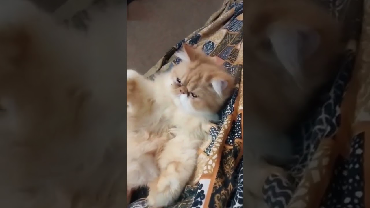 Brown cat #catbreeds