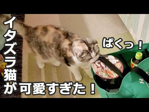 カップ麺にイタズラしてる猫がかわいすぎましたｗ