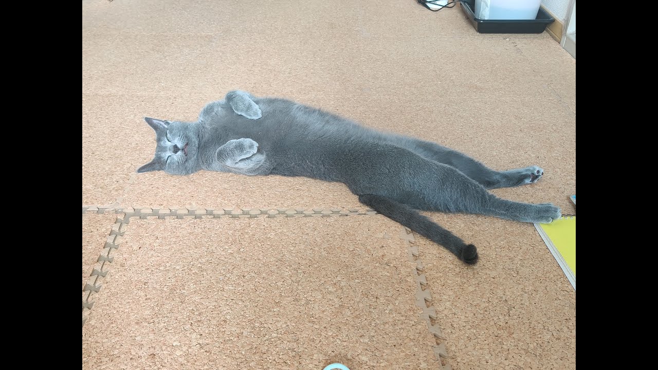 【猫動画】旦那とイチャイチャしたいロシアンブルー【russianbule】Russian Blue who wants to flirt with her husband