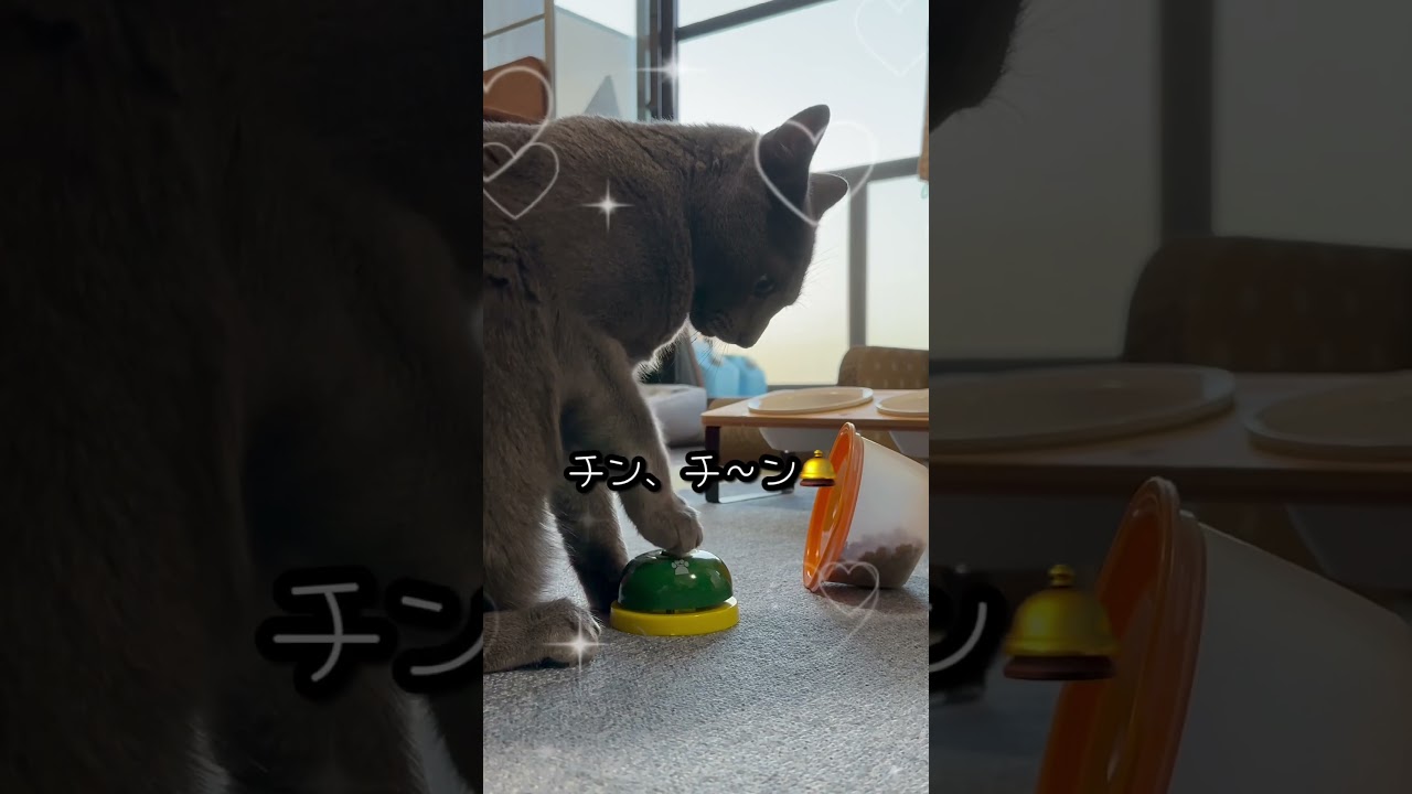 【ロシアンブルー】今朝のめろん、ベルチン🛎️あります🤭【猫】#shorts